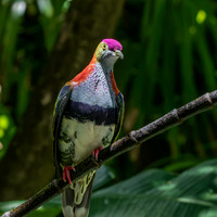 Rose crowned fruit dove