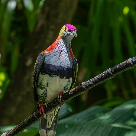 Rose crowned fruit dove