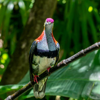 Rose crowned fruit dove