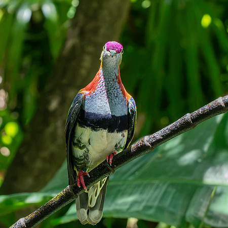Rose crowned fruit dove