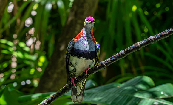 Rose crowned fruit dove