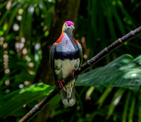 Rose crowned fruit dove