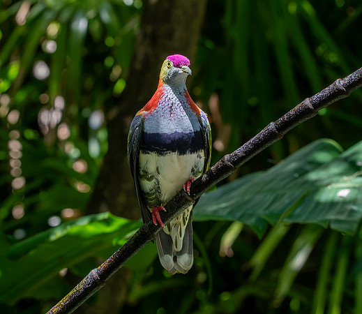 Rose crowned fruit dove