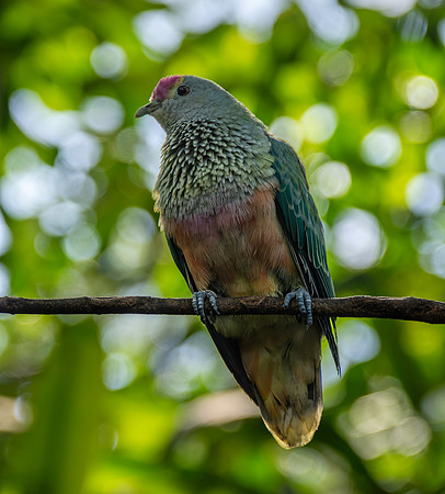 Rose crowned fruit dove