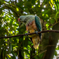 Rose crowned fruit dove