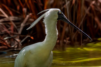 Royal spoonbill