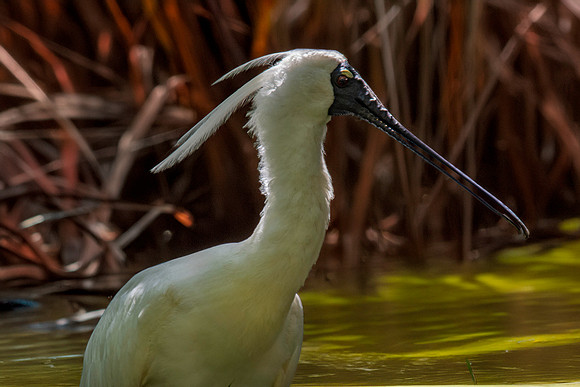 Royal spoonbill