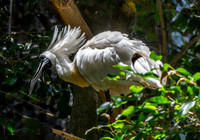 Royal spoonbill