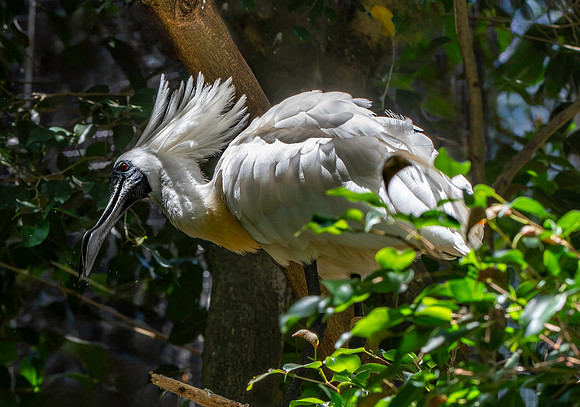 Royal spoonbill