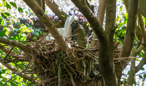 Royal spoonbill