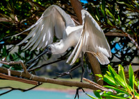 Royal spoonbill