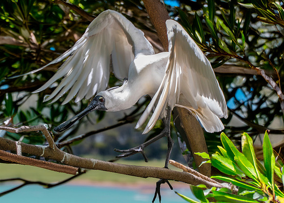 Royal spoonbill