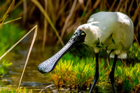 Royal spoonbill