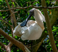 Royal spoonbill
