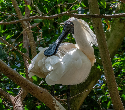 Royal spoonbill