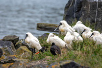 Royal spoonbill