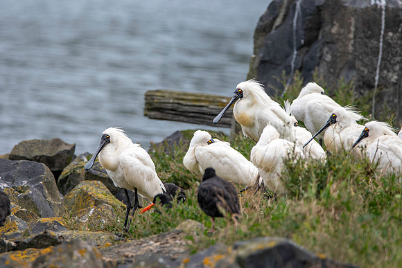 Royal spoonbill