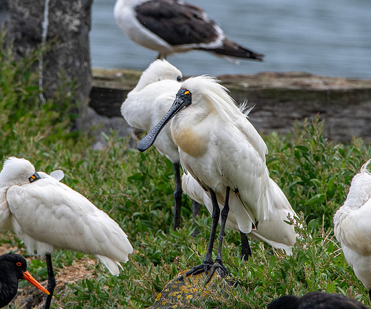 Royal spoonbill