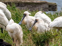Royal spoonbill