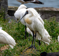 Royal spoonbill