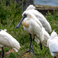 Royal spoonbill