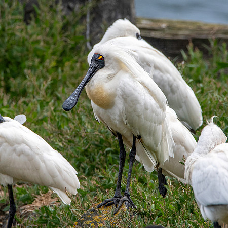 Royal spoonbill