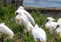 Royal spoonbill