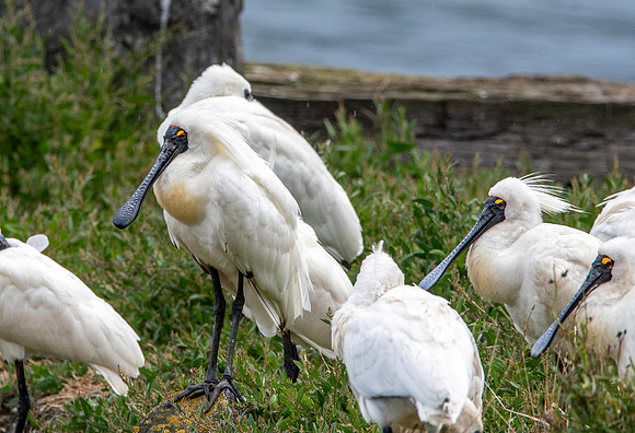 Royal spoonbill