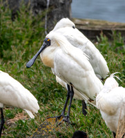 Royal spoonbill