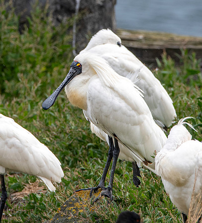 Royal spoonbill