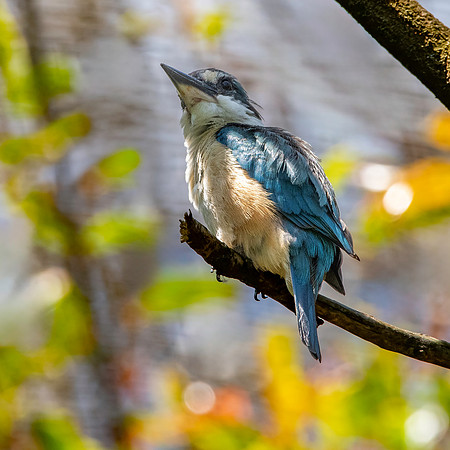 Sacred kingfisher
