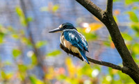 Sacred kingfisher