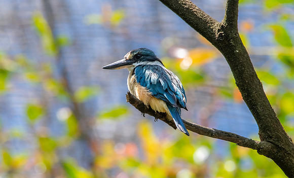 Sacred kingfisher