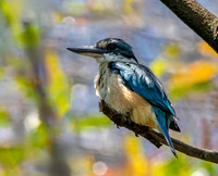 Sacred kingfisher