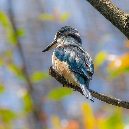 Sacred kingfisher