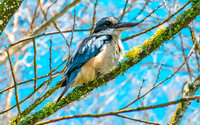 Sacred kingfisher