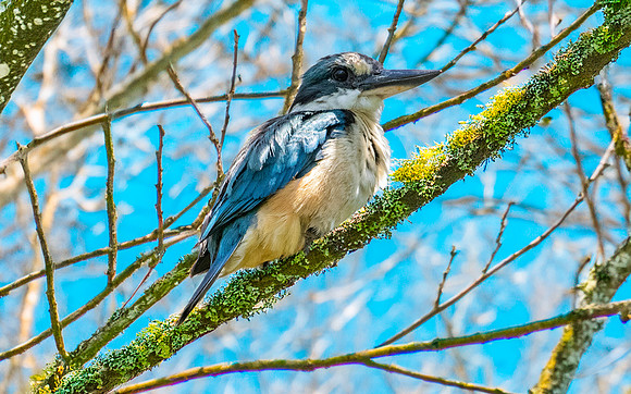Sacred kingfisher
