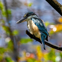 Sacred kingfisher