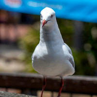 Silver gull