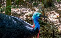 Southern cassowary