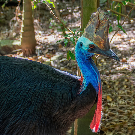 Southern cassowary