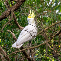Sulphur crested cockatoo