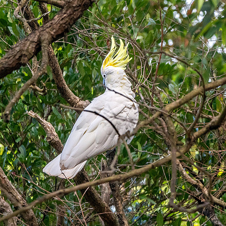 Sulphur crested cockatoo