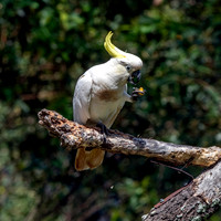Sulphur crested cockatoo