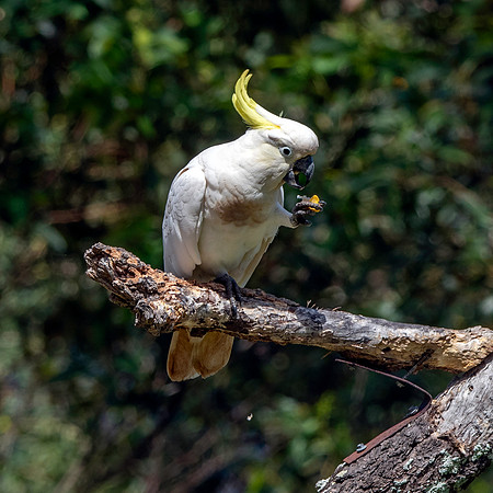 Sulphur crested cockatoo