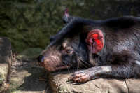Tasmanian devil