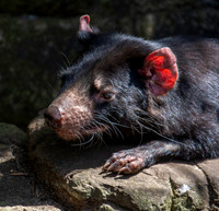 Tasmanian devil