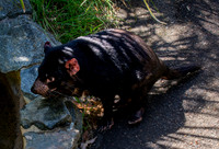 Tasmanian devil