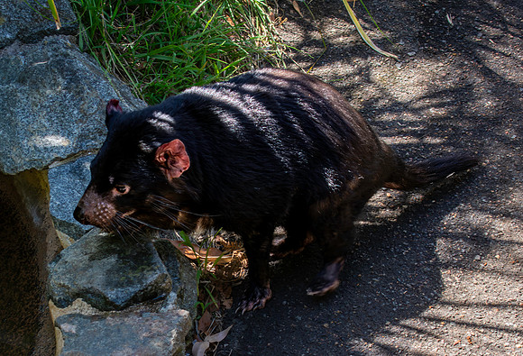 Tasmanian devil