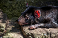 Tasmanian devil